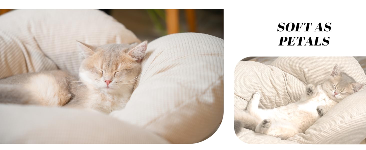cat bed
