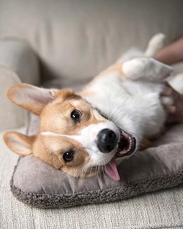Dog laying down happily on a Heyday bed