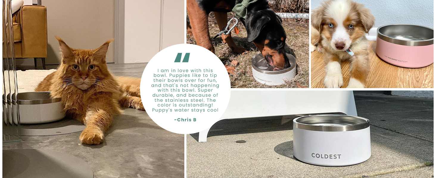 dog bowl