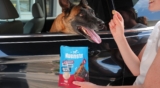 National Bring Your Dog to Work Day – Muenster Pet