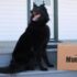 Feeding & Routine Changes – Muenster Pet