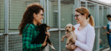 Your Guide to Adopting a Shelter Pet – Muenster Pet
