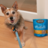 Dog Food Digestive Issues After Switching – Muenster Pet