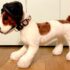 Can Dogs Eat Beetroot? Safety & Health Guide – Keep the Tail Wagging