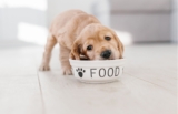How Do You Choose Fresh Grain Free Dog Food for Your Pup?
