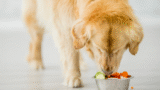 The Truth About Grain-Free Diets For Dogs – Muenster Pet
