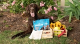 How Much Protein Does a Dog Need? A Complete Guide – Muenster Pet