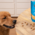 6 Ways to Prepare Your Dog for Fireworks Starting NOW