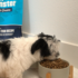 How to Give a Dog Medicine in Food