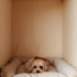 Dog Corner Wall Storage Ideas That Save Space