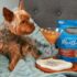 Can You Take a Rabbit on a Plane? Pet Travel Guide – Keep the Tail Wagging