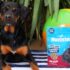 What’s Happening and How to Help – The Dog Bakery