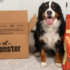 How to Choose the Right Dog Food for Your Puppy