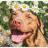 How A Warmer World Affects Dogs – The Dogington Post