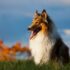 Rare Breeds That Will Make You Look Twice at the Dog Park – Keep the Tail Wagging