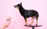 How to Plan a Birthday Meal for Your Chihuahua – The Dog Bakery