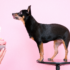 How to Choose Dental Care Dog Treats for Your Pet – The Dogington Post