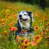 The Best Food for Graying Muzzles – Happy Dog Food