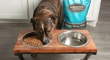 Best Chicken-Free Dog Food Options for Allergies Guide – Muenster Pet