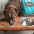 Best Freeze-Dried Options for Pets With Dietary Restrictions – Muenster Pet