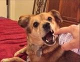 6 Ways to Prepare Your Dog for Fireworks Starting NOW