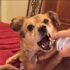 How To Transition Dog To Freeze Dried Food Successfully – Muenster Pet