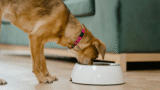 Can Dogs Eat Pork? – Muenster Pet