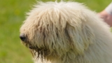 Rare Breeds That Will Make You Look Twice at the Dog Park – Keep the Tail Wagging