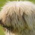 Every Collie Is a Different Kind of Wonderful, and Here Is Why – Keep the Tail Wagging