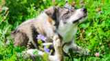 What Are Signs My Dog’s Allergy Is From Chicken? – Muenster Pet