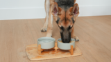 Why Do Some Vets Recommend Grain-Free Diets for Dogs? – Muenster Pet