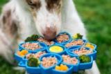 The Ultimate Collection of Healthy Dog Food Deliv – Happy Dog Food
