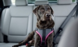 How to Choose the Best Dog Safety Belt for Car Travel – The Dogington Post
