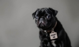 How to Find a Black Pug Puppy for Adoption – The Dogington Post