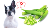 Can Dogs Eat Okra? – The Dog Bakery