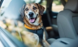 How to Secure Your Dog with a Car Safety Belt – The Dogington Post