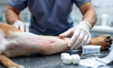 How to Care for Dog Bite Wounds on Dogs – The Dogington Post