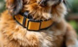 How to Choose the Best Dog Breakaway Safety Collar – The Dogington Post