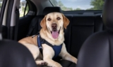 How to Keep Your Dog Safe in the Car – The Dogington Post
