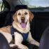 How to Choose the Best Dog Safety Seat for Your Car – The Dogington Post