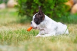 Veggies & Fruits for Dogs, they’re good for them – Happy Dog Food