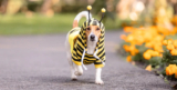 7 Tips for Great Dog Costume Photos