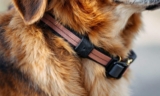 How to Use a Dog Lead Safety Strap Correctly – The Dogington Post