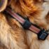Protecting Your Canine Companion – The Dogington Post