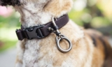 How to Ensure Dog Leash Safety for Every Walk – The Dogington Post