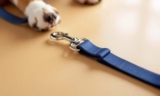 How to Choose the Right Dog Leash Safety Strap – The Dogington Post