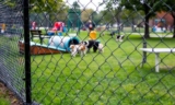 Is Your Dog Park Safe? A Guide for Pet Owners – The Dogington Post