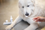 Top Tips to Maintain Your Dog’s Dental Health All Year – Muenster Pet