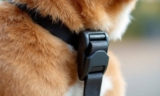 How to Use a Dog Safety Clip for Secure Walks – The Dogington Post