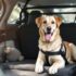 How to Choose the Best Dog Safety Seat Harness – The Dogington Post